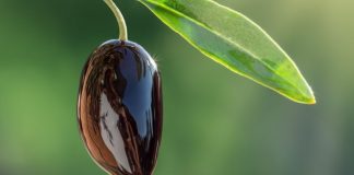 שמן זית איכותי: מפתח לבריאות וטעם