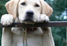 מרפאת חירום וטרינרית